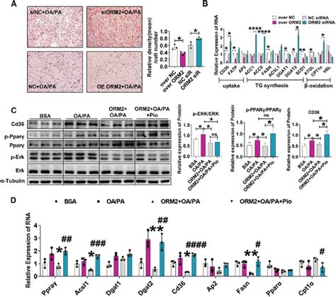 Aml12 Normal Liver Hepatocyte Cell Line Atcc Bioz