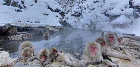 Choose Your Magic Travel: Snow Monkeys Jigokudani Park, Japain