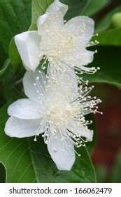 5,962 Guava flower Images, Stock Photos & Vectors | Shutterstock