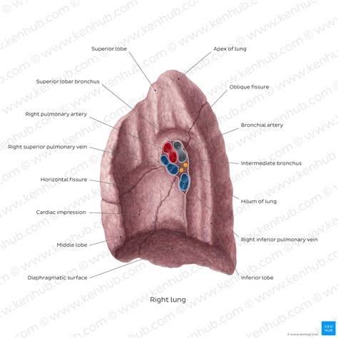 Hilum of the lung: Anatomy and clinical aspects | Kenhub