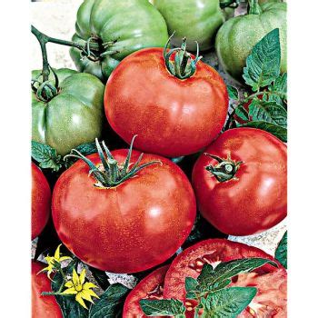 Tomate F Buffalo Pink Graines Baumaux