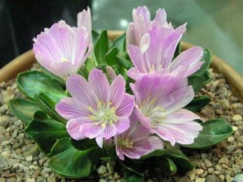 Lewisia Brachycalyx Short Sepal Bitter Root Shortsepal Lewisia 5