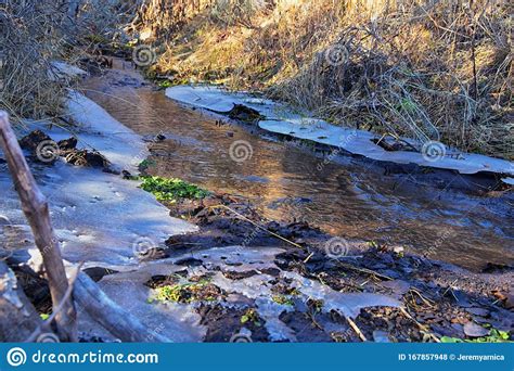 Ice Shelf Formation in Forest Flowing Stream Around Stone, Mud and Flora with Moss on Winter ...