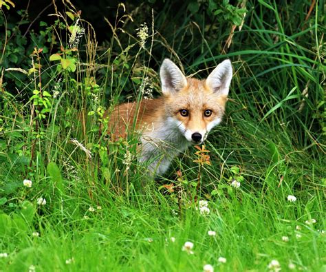 Download Wallpaper Greens Summer Grass Look Face Flowers Fox Red