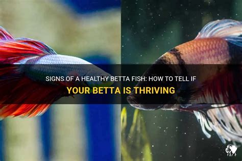 Signs Of A Healthy Betta Fish How To Tell If Your Betta Is Thriving