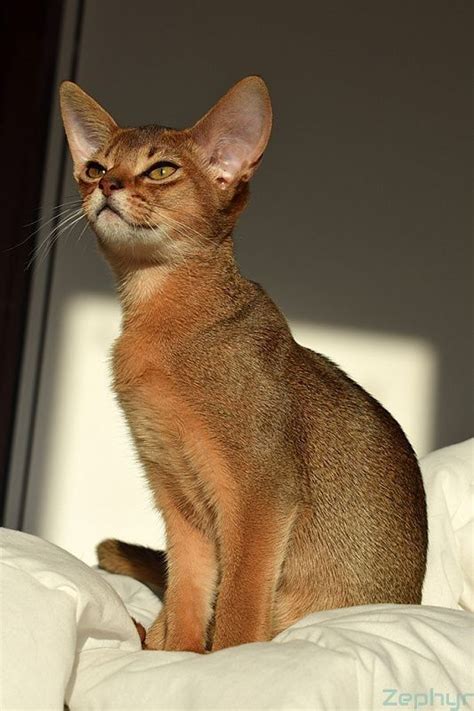 Abyssinian Cat Breed Information Center A Complete Breed Guide Artofit