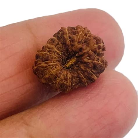 14 Mukhi Rudraksha At 3000 00 INR In Jaipur Rajasthan K Gems