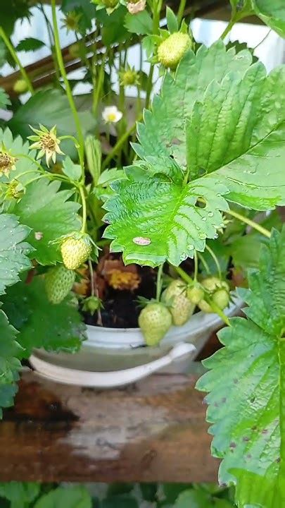 огромная клубника подвесная кидалово на удобрениях #клубника # ...
