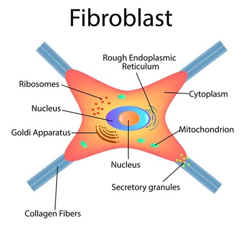 Fibroblastos imágenes de stock de arte vectorial Depositphotos