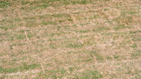 Understanding Tall Fescue Grass Dormancy A Comprehensive Guide