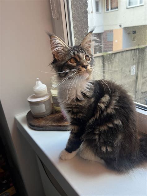 Adopcja P Atna Pi Kna Kotka Maine Coon Szczecin Centrum Olx Pl