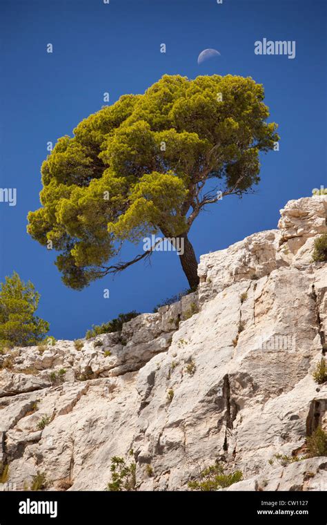 Lone Tree Growing Out Of Solid Rock In The Calanques Near Cassis