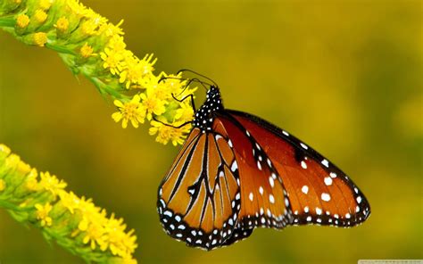 Monarch Butterfly Wallpapers - Top Free Monarch Butterfly Backgrounds ...