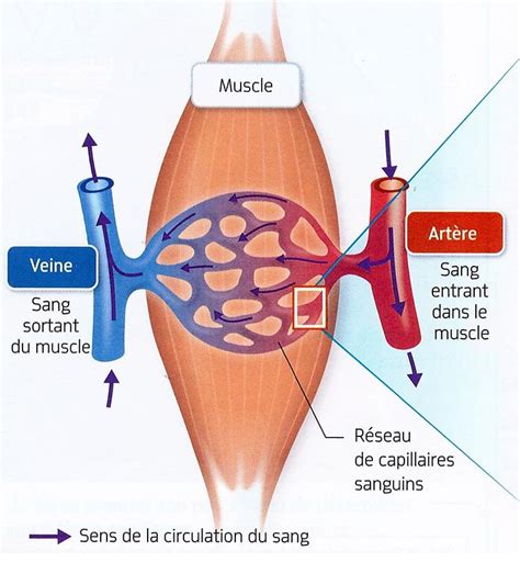 Combien D Exercices Faut Il R Aliser Par Muscle Par S Ance