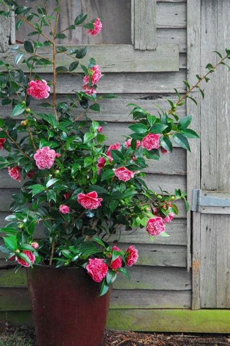 Cómo Cultivar Y Cuidar La Camelia En Una Maceta Mi Diario De Campo