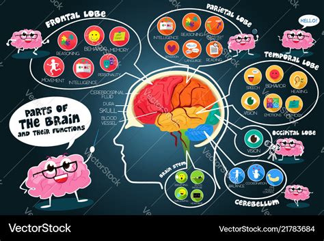 Infographic Parts And Functions Brain Royalty Free Vector