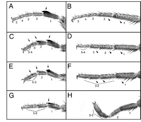 Bab Specifies Tarsal Segment Morphology The Tarsal Region Of The Download Scientific Diagram