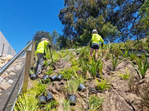 How Permaplant Transformed Sydney Modern In Woolloomooloo Permaplant