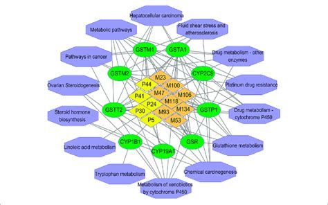 The Compound Target Signaling Pathway Network The Yellow Orange Download Scientific