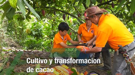 Cultivo y transformación de cacao TvAgro por Juan Gonzalo Angel