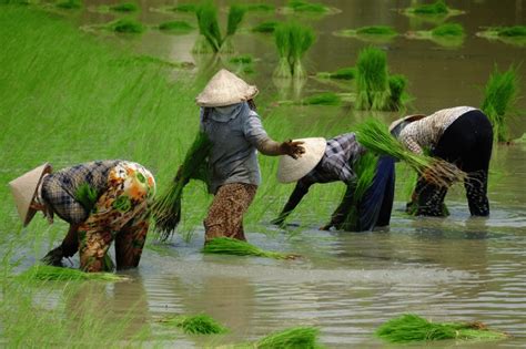 Depuis Ho Chi Minh Ville Excursion privée d une journée dans le delta