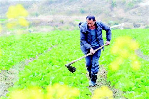 【新春走基层】3000多亩“冬闲田”变“增收田” 桂林生活网新闻中心