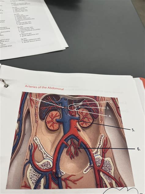 Lab 9 Arteries Of The Abdominal Diagram Quizlet