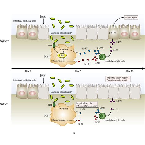 The Necroptosis Adaptor RIPK3 Promotes Injury Induced Cytokine