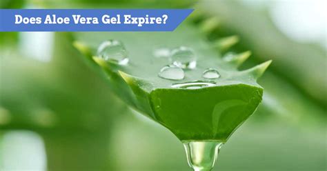 Does Aloe Vera Gel Expire How To Extend Shelf Life Safely Kayak Guru