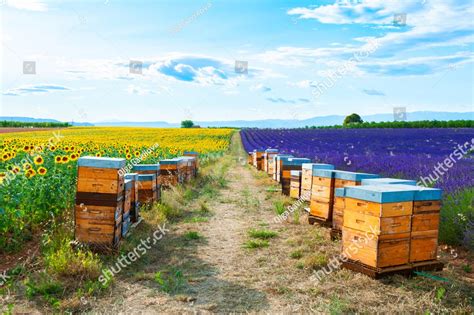 Bee Hives In A Lavender And Sunflower Fields Near Valensole Provence