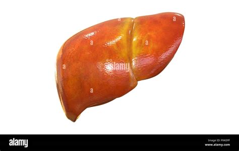 Human Liver Anatomy Stock Photo Alamy