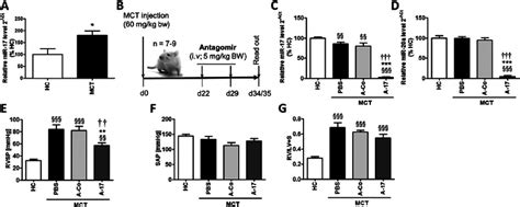 Effect Of Antagomir 17 A 17 On Monocrotaline MCT Induced Pulmonary