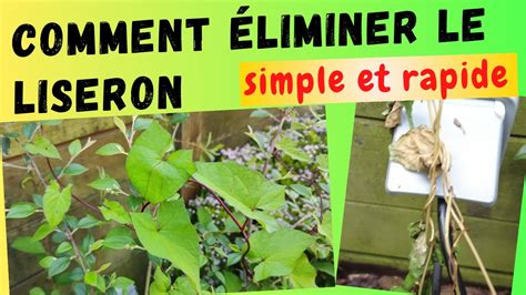 Comment éliminer le liseron du jardin YouTube