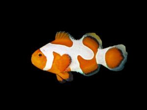 Shop Clownfish Reeftopia Australia S Source For Premium Fish Coral