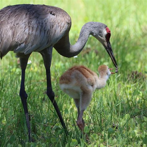 Sandhill Crane And Chick Sandhill Crane Feeds Her Chick A Flickr