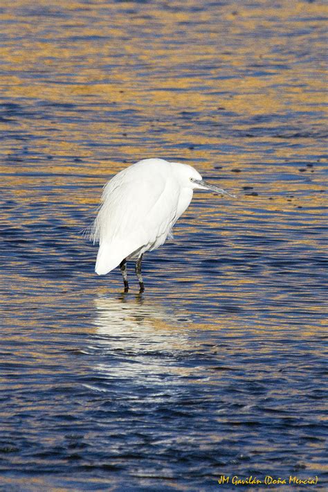 Fotografía de Naturaleza JM Gavilán Garceta común Egretta garzetta