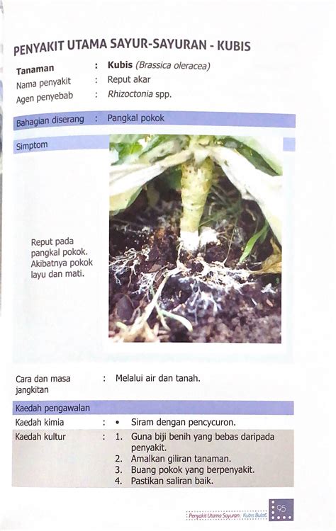 Penyakit Utama Sayur Sayuran Di Malaysia