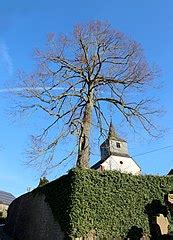 Datei Bitburg Masholder Eifel Alte Linde Am Friedhof A Wikiwand