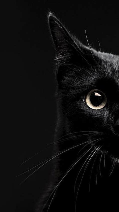 Papel De Parede Gato Preto Wallpaper Iphone Wallpaper Cat Cat