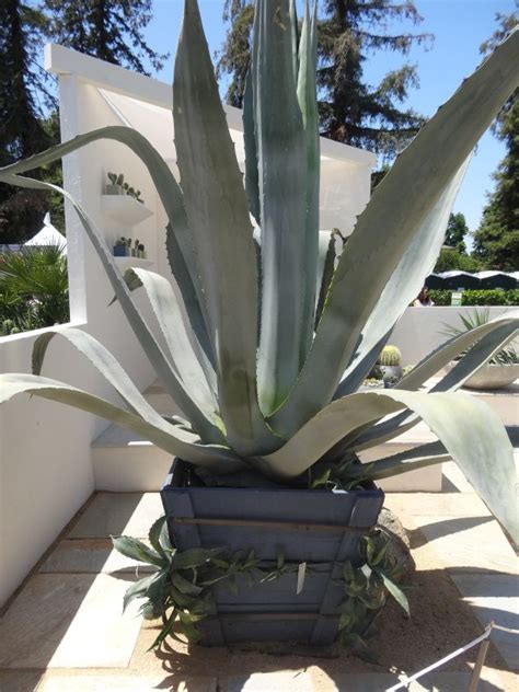 Container Gardening Tended Agave Plant Blue Agave Plant Plants