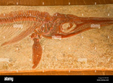 Ichthyosaur Fossil Hi Res Stock Photography And Images Alamy