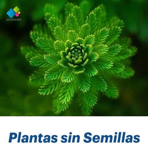 Plantas Sin Semillas Cu Les Son Tipos Y Ejemplos Plantas Tipos De