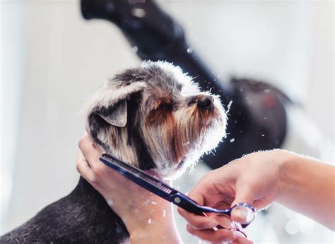 The Dirty Dog Grooming Salon | Pet Groomers | Rehoboth Beach