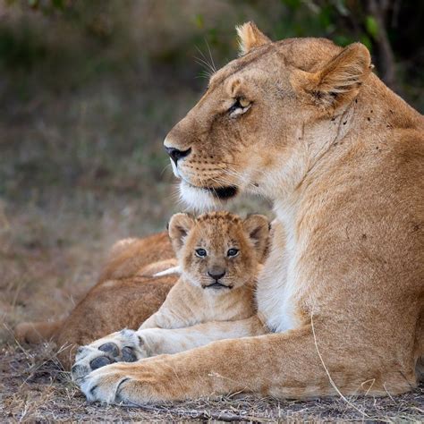 Mom And Baby Lion