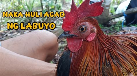 Nakahuli Agad Ang Bitag Natin Ng Labuyo Paano Gumawa Ng Bitag Para Sa