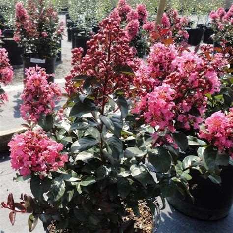 Coral Magic Crape Myrtle — Plantingtree