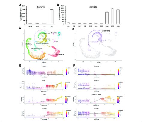 Developmental Regulation Of Murine Samd4a Expression A The MRNA