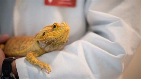 Bearded Dragon Impaction Reasons Signs Treatments More