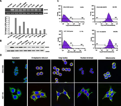 Akap Gene And Protein Expression A Rt Pcr And Qpcr Analysis Shows