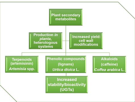 Genes Free Full Text Production Of Plant Secondary Metabolites